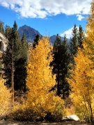 Fall-Color-In-Bishop-Creek-Canyon-Near-Bishop-CA-22