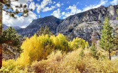 Fall-Color-In-Bishop-Creek-Canyon-Near-Bishop-CA-25