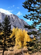 Fall-Color-In-Bishop-Creek-Canyon-Near-Bishop-CA-26