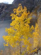 Fall-Color-In-Bishop-Creek-Canyon-Near-Bishop-CA-32