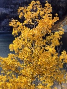 Fall-Color-In-Bishop-Creek-Canyon-Near-Bishop-CA-33