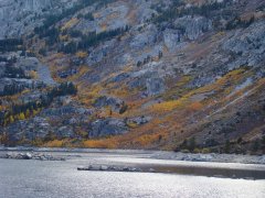 Fall-Color-In-Bishop-Creek-Canyon-Near-Bishop-CA-39