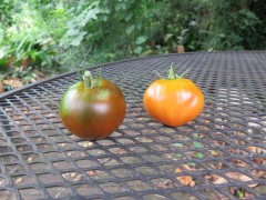 B-Black-Prince-and-Celebrity-tomatoes-IMG_2985