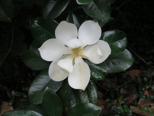 Cover-magnolia-IMG_2961