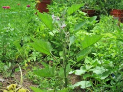 Eggplant-IMG_2981-2