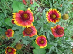 F-flowers-IMG_2543-1