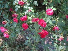 F-roses-IMG_2309-1