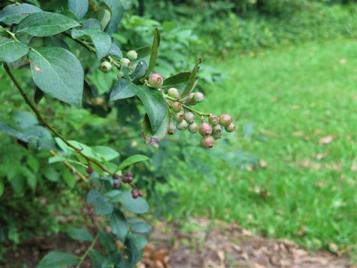 b-blueberries-IMG_2974-2