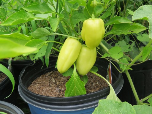 b-gypsy-peppers-IMG_2938-2