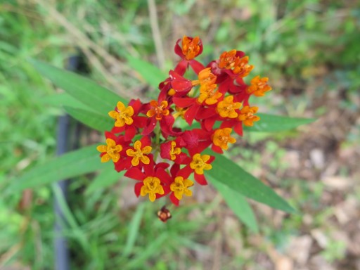 b-milkweed-IMG_2948