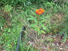 b-milkweedIMG_2949