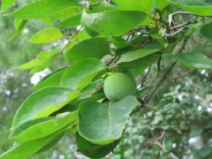 b-persimmon-IMG_2969