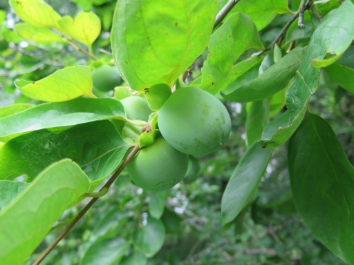 b-persimmons-IMG_2967