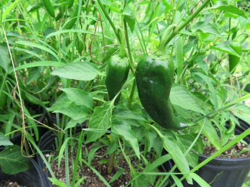 b-poblano-peppers-IMG_2939