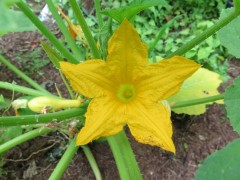 b-yellow-squash-IMG_2426