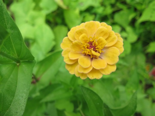 b-zinnia-IMG_2935