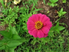 b-zinnia-IMG_2983-2