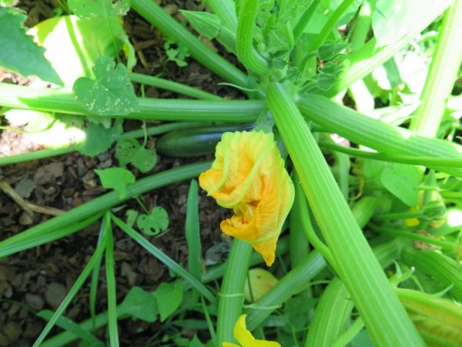 b-zucchini-blossum-and-plant-IMG_2235