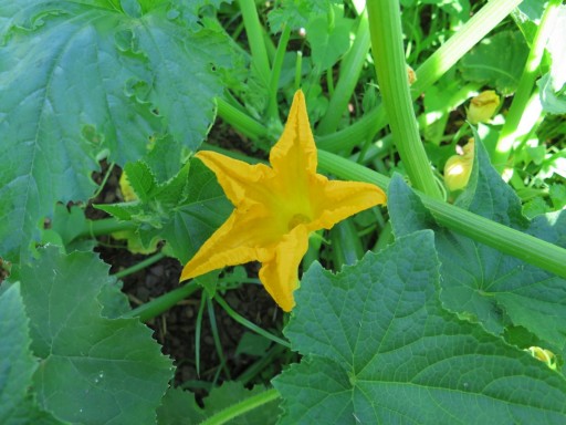 b-zucchini-flower-IMG_2246