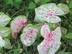 f-caladium-IMG_2325-2