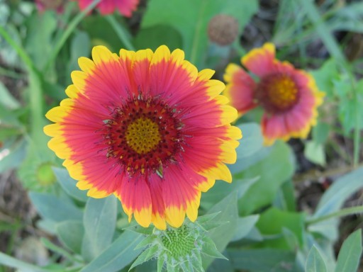f-flowers-0-IMG_2338-2