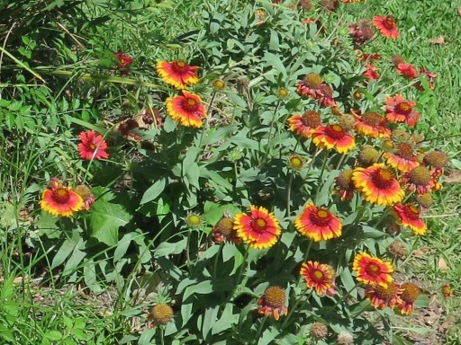 f-flowers-IMG_2311-4