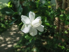 f-gardinia-IMG_2330