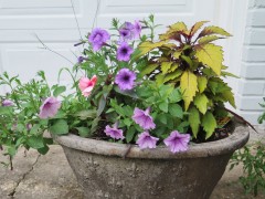 f-potted-plant-IMG_2534-2