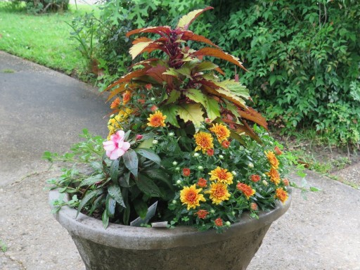 f-potted-poant-IMG_2538-3