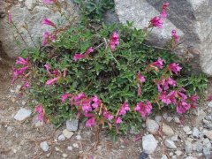 Five-Lake-Hike-in-John-Muir-Wilderness-39