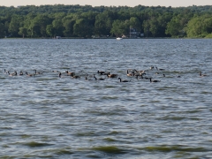 Canadian Geese on Lake - IMG_0040