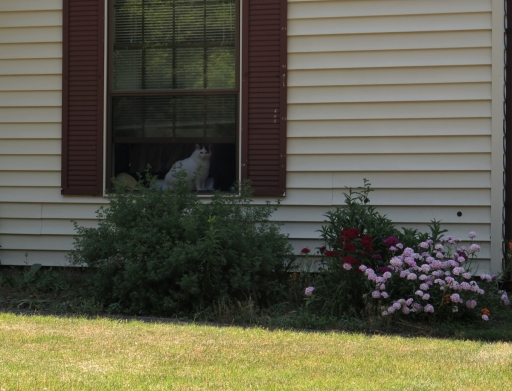 Cat in Window - IMG_0019