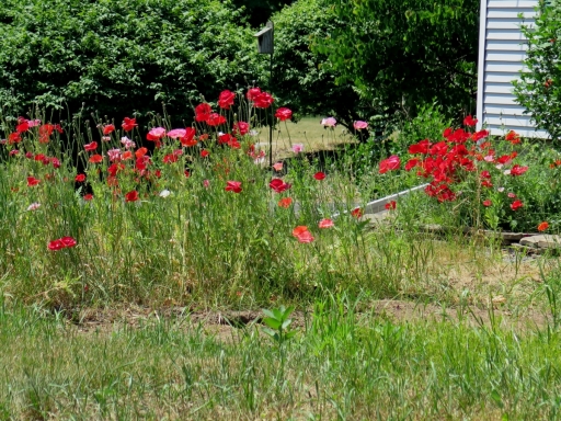 Poppies in Rochester - IMG_0022