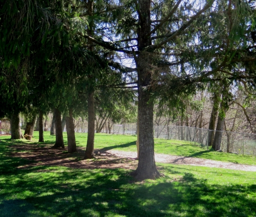 Pine Trees at Wildwood Park - IMG_8427