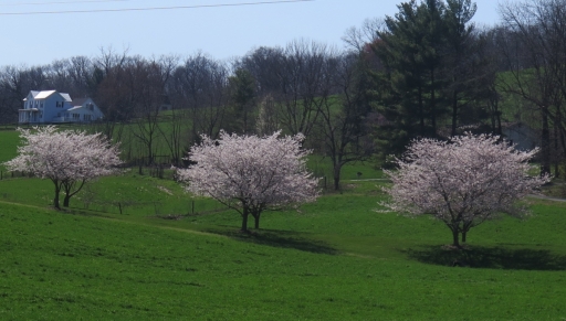 Va landscape - cropped - _8522