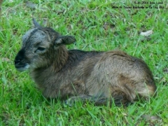 Texas Lamb - 1