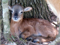 Texas Lamb - 2