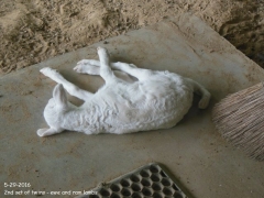 Texas lamb - 5