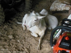 Texas lamb - 7