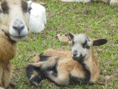 Texas lamb and mother - 6