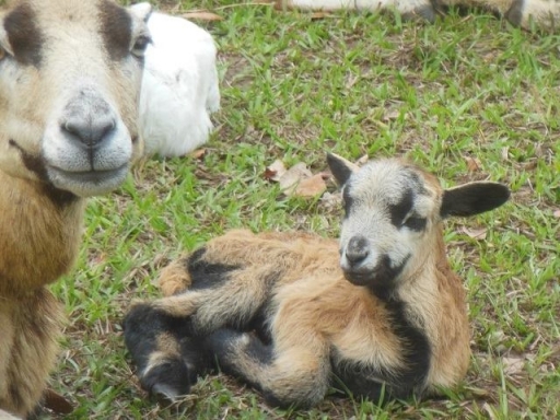 Texas lamb and mother - 6