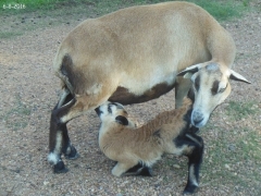 Texas lambs - 10