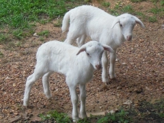 Texas lambs - 3