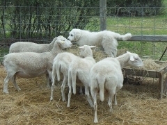 Texas lambs - 9
