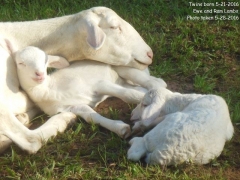 Texas lambs and mother - 5