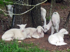 Texas lambs at tree - 4