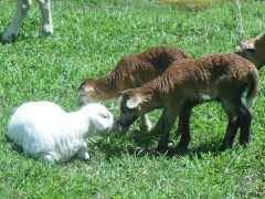 Texas lambs - tree lambs - 8
