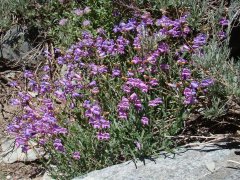 Agnew-Meadows-to-Shadow-Lake-hike-11