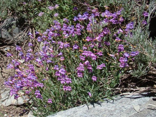 Agnew-Meadows-to-Shadow-Lake-hike-11