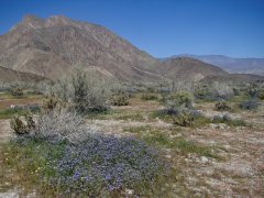 Anza-Borrego-Desert-Springtime-0001